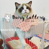 【DAISY猫舍】上海家养纯种宠物猫布偶猫海豹双色幼猫DD活体
