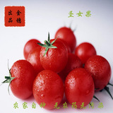 【限时大促】正宗湖南农家自种有机圣女果小番茄蔬菜水果1500G