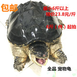 鳄龟 小鳄龟  大鳄龟 乌龟活体 宠物龟 特价23.8元一斤 6斤以上