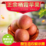 山东栖霞特产红富士苹果新鲜水果冰糖心农家烟台苹果脆甜有机十斤