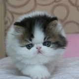 加菲猫出售双cfa纯种加菲猫宠物异短猫棕白净梵文加菲猫种公DD