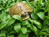 乌龟活体巴西彩龟红耳龟情侣龟宠物水陆招财龟一只 8-9厘米