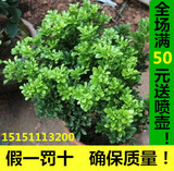 新品米兰绿植盆栽 五年大花苗办公阳台植物净化空气清香花卉包邮