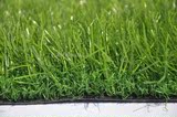 草坪草皮仿真人造草坪加密绿化地毯绿植装饰植物地毯球场草坪地毯