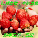 【现货】新鲜草莓 牛奶草莓 红颜草莓 奶油草莓 三斤装 顺丰包邮