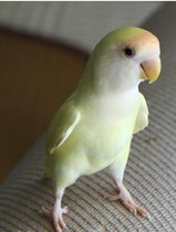 日本桃 牡丹鹦鹉 鸟 黄金顶 稀有品种