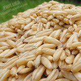 新货东北优质燕麦米500g  燕麦仁 野麦 雀麦 农家自产有机燕麦