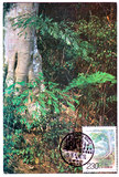 【极限片】 1996-7-4 多歧苏铁 植物界的大熊猫 1新 自制片