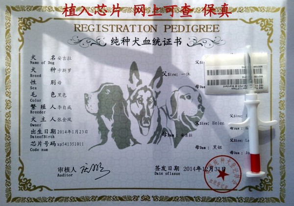 cku官网认定犬舍好吗_狗狗cku血统证书_宠物美容证书cku