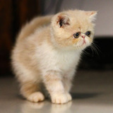 【大饼脸猫舍】美国CFA注册超乖宠物猫纯种异短乳白加菲猫妹妹MM