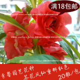 四季播花种子茶花凤仙种子 中国凤仙花种子 指甲花籽 阳台庭院种