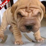纯种沙皮犬幼犬 宠物狗狗出售 可上门挑选 疫苗齐全 北京犬舍繁殖