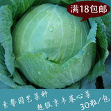 甘蓝蔬菜籽 超级京丰卷心菜种子 庭院阳台菜种 有机包菜种子