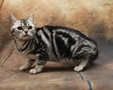 【琥珀】cfa赛级培育美国短毛猫银虎斑 宠物猫咪 五个月MM 带证书