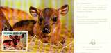 科特迪瓦摄影极限片85’-珍稀动物-斑纹霓羚
