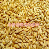 新带壳大麦粒 发芽率98% 大麦苗种子 大麦茶麦芽糖 酿酒饲料500g