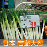 【吉藏大葱种子】 日本进口 广良吉藏大葱种子 耐热性强 产量高