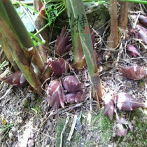 野生 阳荷种 阳藿姜根块 阳荷姜 洋荷姜 莲花姜 蘘荷野姜苗 根茎