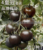 N 207 黑珍珠番茄5粒]稀有品种央视专题介绍黑番茄蔬菜水果种子
