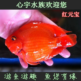 红元宝鹦鹉鱼