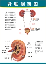 人体解剖图《肾脏剖面图》肾脏解剖图  泌尿系统挂图