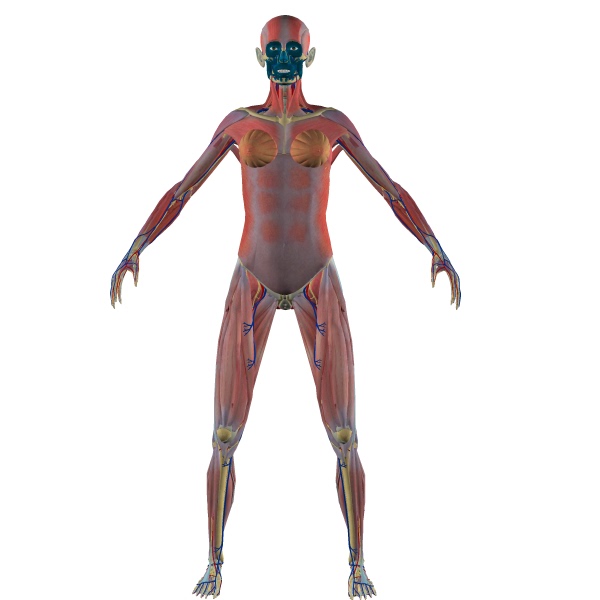 3dbody1.8提供两套全三维的男女人体模型/全方位3d解剖医学软件