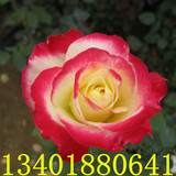 玫瑰月季园 红黄白复色月季 红双喜月季苗 强烈香 2年苗带花苞