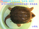 成体小鳄龟苗活体 小E龟平背鳄龟 杂佛商品鳄鱼龟平鳄龟36/斤