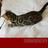 纯种孟加拉豹猫/赛级大玫瑰/TICA注册----顶级超大花纹
