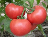 蔬菜种子 农科院 F13 大番茄 西红柿种子 蔬菜盆栽种子 30粒装