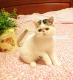 【优厚宠物】CFA注册 宠物猫 纯种猫 加菲猫弟弟 幼猫出售支付宝