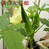 18元包邮 黄秋葵种子 绿色人参 阳台蔬菜籽盆栽绿植物蔬果种子