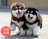 苏州 纯种巨型阿拉斯加雪橇犬幼犬黑色红色大型犬F8宠物狗