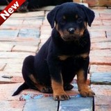 北京专业繁殖纯种赛级罗威纳犬幼犬狗狗 德系护卫犬出售 可送货