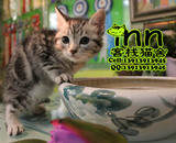 虎斑美国短毛猫 南京客栈猫舍猫店 CFA/CAA美短 纯种宠物美国猫