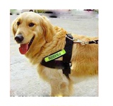狗链子 大型犬工作犬用荧光服胸套+牵引链双层帆布胸背带酷帅拉风