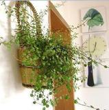 净化空气 垂吊盆栽 花卉千叶吊兰 新房的绿色清新剂
