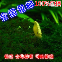 水晶虾品牌排行 水晶虾论坛 水晶虾推荐 迈宝纸塑制品