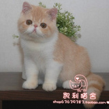 【凯利猫】CFA注册异国短毛猫 纯种加菲猫宠物 乳色虎斑加白弟弟