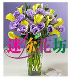 北京鲜花10支黄色马蹄莲10支紫玫瑰方形玻璃瓶花插保证质量xh-684