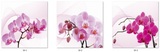207-1饰品摆件超高清装饰画三联有无框画10蝴蝶兰花卉
