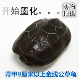 墨龟檀香龟乌龟活体中华草龟宠物龟金线龟 水龟公龟 外塘镇宅龟