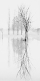 冬日湖边的树 黑白风景照片复古咖啡馆装饰画壁画挂画画芯无框画
