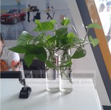小清新水养圆柱形水培瓶 办公桌玻璃透明花瓶 绿萝吊兰器皿 特价