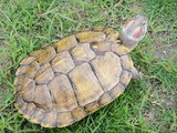 巴西龟特大 招财龟大乌龟 活体乌龟另类宠物招财龟黄金龟18-20
