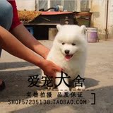 微笑天使 萨摩耶犬 幼犬出售 纯种家养萨摩犬赛级犬萨摩高品质=12