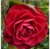 特价售茶花系列贝拉大玫瑰4年生大苗净化空气盆栽绿植庭院植物