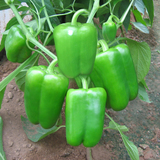 W179盆栽蔬菜种子 绿色甜椒 小菜园种植 观果植物 阳台种菜种子