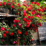 多花蔷薇花苗5年爬藤苗四季庭院阳台攀援花卉观花绿植物盆栽玫瑰