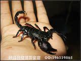 非洲帝王蝎（8-10cm）丛林巨无霸坦克，世界第一大蝎子